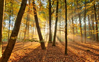 Картинка деревья, солнца, осень, лучи, листья, лес, красиво