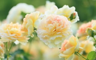 Картинка цветы, Molineux, Розы