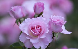 Картинка Красоту, Розы, Эмоции, люблю, сад, цветы, Романтика, природа