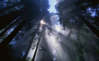 Картинка природа, дерево, туман, небо, лес