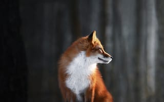 Картинка Животные, лиса, Зима, мех, Красный, глубина резкости, природа