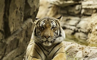 Картинка Тигр, Большие кошки, Дикая природа, Зоопарк, Животные, мех