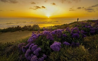 Картинка закат, цветы, калифорния, океан, побережье, природа, вечер