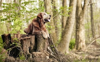 Картинка собака, Животные, лес, природа, на открытом воздухе, Домашнее животное