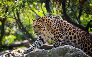 Картинка хищник, дикая кошка, леопард, амурский леопард