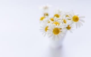 Картинка Белое, минимализм, цветы, Растения