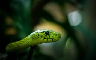 Картинка хищник, змея, макро фото тема