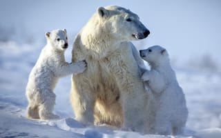 Картинка природа, Зима, снег, белые медведи, профи