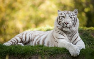 Картинка Кот, Трава, Белое, Тигр