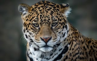 Картинка Животные, Морда, Jaguar, Коты, Большой
