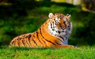 Картинка Животные, Тигры, Большой, Коты, Трава, для рабочего стола