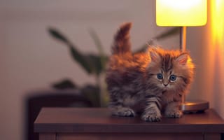 Картинка котенок, столик, лампа