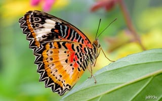 Картинка макро, бабочка, крылышки, цвета