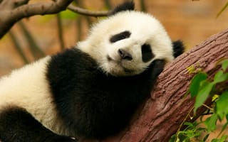 Картинка Животные