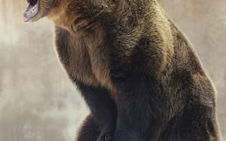 Картинка Животные, природа