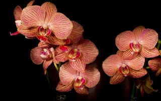 Картинка лепестки, орхидеи, фаленопсис