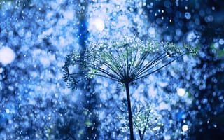 Картинка цветок, дождь, maaaxxxi, растение, блики