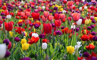 Картинка цветы, Весна, тюльпаны