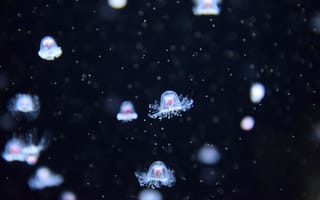 Картинка природа, Подводный, Светящийся, темно, Медуза