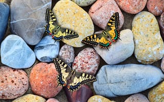 Картинка Камни, Бабочка, Красочный, насекомое, Животные