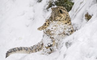 Картинка снег, малыш, склон, снежный леопард, котенок, дикая кошка, ирбис, игра, детёныш, прыжок, снежный барс, хищник