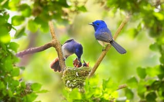 Обои природа, птицы мира, семья