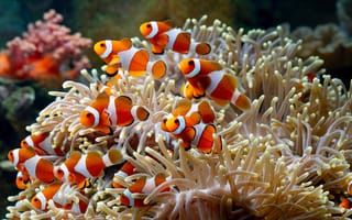 Картинка рыба, Коралл, море, Красочный, Подводный, оранжевый, Морские анемоны, природа, Клоун