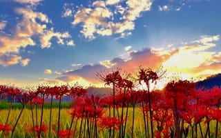 Картинка природа, цветы, поле, небо, облака