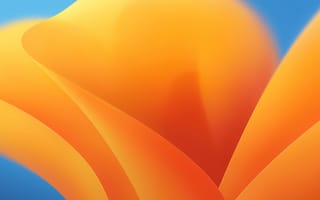 Картинка Mac OS X, MacOS Ventura, Светлый, цветы, Растения, Цветущий, Оранжевый, Красочный