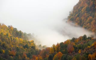 Картинка пейзаж, лес, Туман, природа, Деревьями