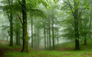 Картинка природа, лес, зелень, туман, деревья
