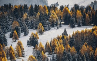 Картинка пейзаж, природа, снег, Деревьями, лес