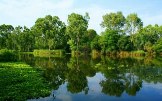 Картинка деревья, отражение, зелень, вода, берег, река