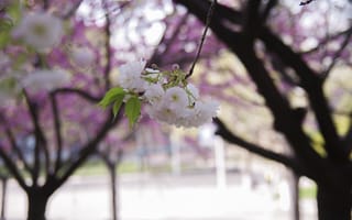 Картинка вишня в цвету, весна, spring flower