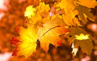Картинка Осень, филиал, кленовый лист, Рыжих, Крупным планом, листья, Лиственный, Дерево, Солнечный лучик, природа