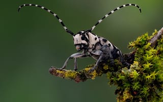 Картинка Жук, насекомое, Макрос, глубина резкости, филиал, мох, longhorn beetle, природа