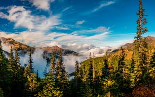 Картинка Олимпийский национальный парк, США, лес, Туман, природа, Цены расширенных лицензий, падать, пейзаж, Вашингтон