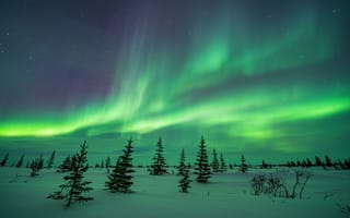 Картинка Канада, пейзаж, ночь, сосны, снег, природа, Северное сияние, Зима