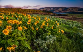 Картинка пейзаж, горы, columbia gorge, штат орегон, цветы