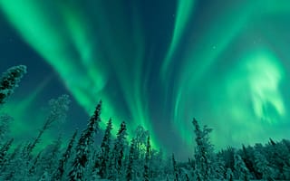 Картинка Аляска, США, Северное сияние, природа, снег, пейзаж, лес, Зима