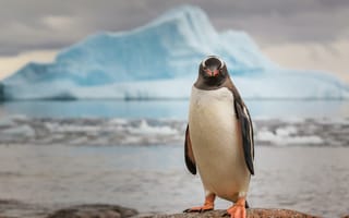 Картинка Пингвины, Айсберг, пейзаж, Животные, Арктический, ocean view, Птицы, Лед, снег, холодно, камень, воды, природа, Смотрит на зрителя