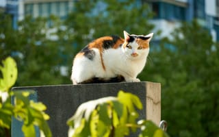 Картинка Коты, Домашнее животное, Животные