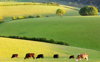 Картинка природа, лес, стадо, поле, трава, село, небо, корова
