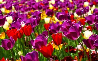 Картинка цветы, тюльпаны, Весна