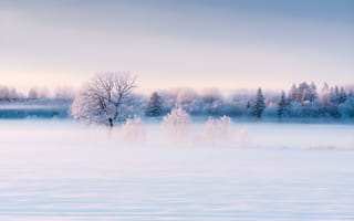 Картинка пейзаж, природа, Эстония, лес, Туман, Зима, Поле, снег, Европа, Лед, мороз