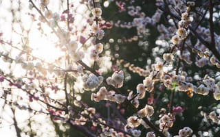 Картинка весна, Peach blossom, цветы, Солнечный лучик