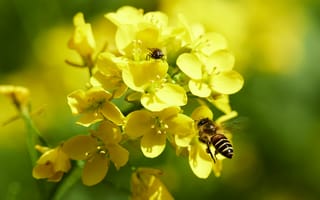 Картинка Пчелы, цветы