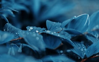 Картинка Синий, Растения, цветы, коррекция цвета, капли воды, листья, Chill Out, природа, Цветной снимок