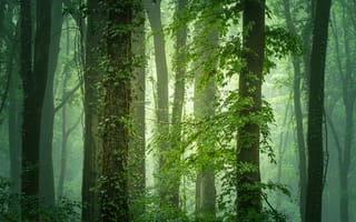 Картинка природа, деревья, лес, свет, туман