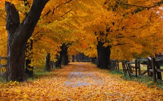 Картинка падать, Windows XP, листья, wood fence, yellow leaves, Деревьями, Дорога